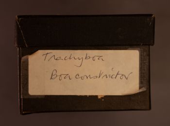 Media type: image;   Herpetology R-195452 documents cataloged_item R-195453 documents cataloged_item R-195457 documents cataloged_item R-195459 documents cataloged_item R-195460 Description: Digital photo of Bellairs box to document exterior text;